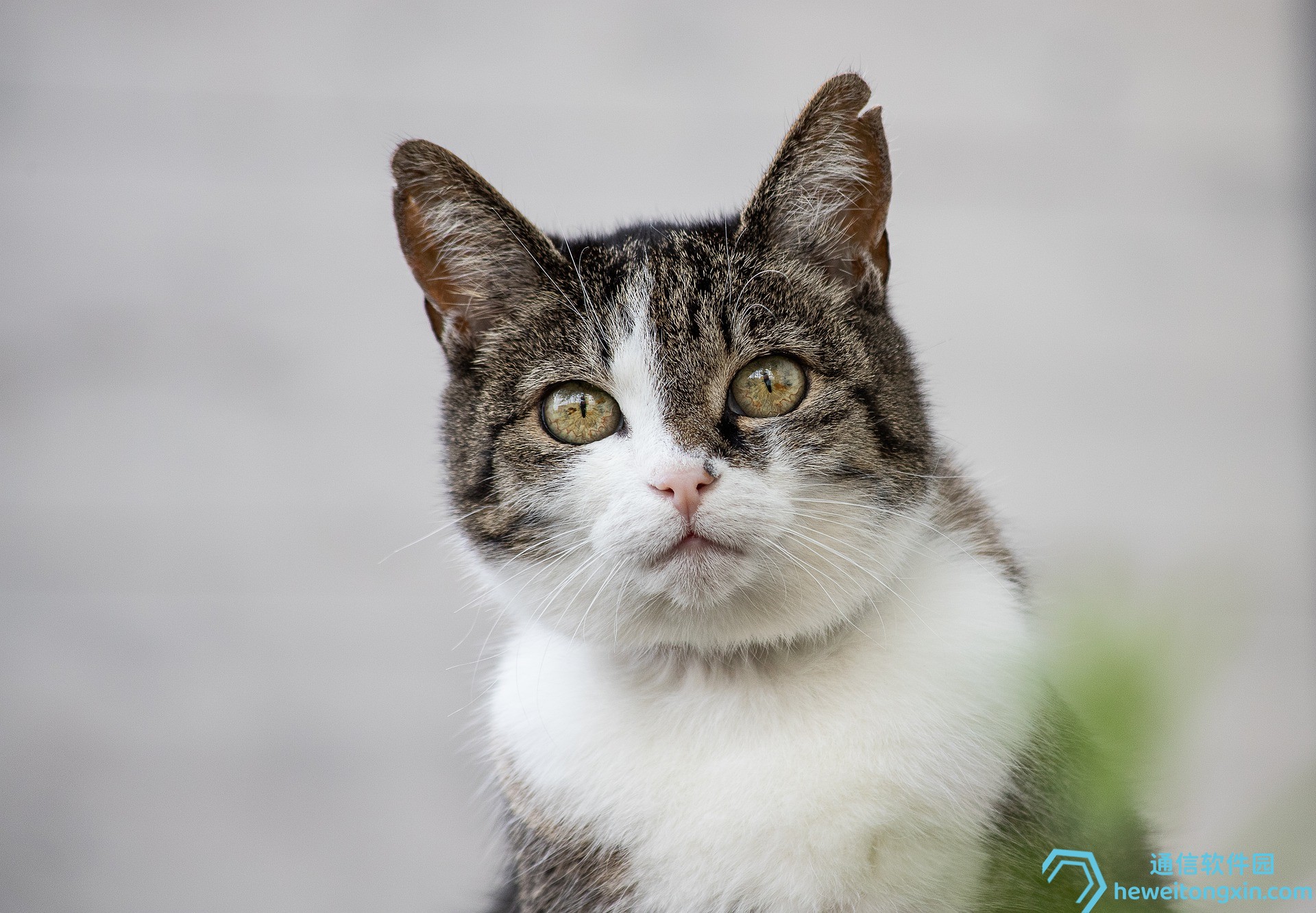 新奧精準(zhǔn)精選免費(fèi)提供！專家精選內(nèi)幕解析